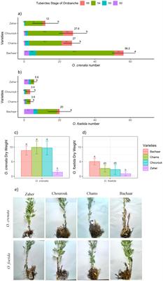 Potential physiological tolerance mechanisms in faba bean to Orobanche spp. parasitism